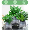 Rábano Verde Árbol de la Fortuna Espárrago Bambú Flor de Incienso de Nueve Millas Planta en Maceta Interior Menta Bambú Rico Planta Hidropónica Fácil de Alimentar