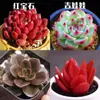 Base de planta suculenta autoproducida y autovendida al por mayor suculentas pequeñas combinación de flores plantas en maceta plantas carnosas Lithops Haworthia