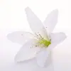 13cm Coração Decorativo Flor de Lírio Flor Artificial Cabeça de Flor de Lírio Flor de Seda Orquídea Tigre DIY Decoração de Casamento