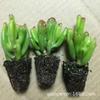 Planta suculenta Money String, grupo de varias cabezas, linda combinación de plantas suculentas, maceta para oficina, sala de estar, planta verde suculenta con flores