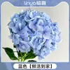 Flores Que Florescem por Muito Tempo e São Fáceis de Cultivar, Lírios, Sino dos Ventos, Flores de Corte Frescas, Plantas Hidropônicas de Cabelo Reto de Yunnan, Rosas, Arranjos de Flores de Interior