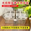 Vaso Especial para Tulipas Hidropônicas com Cesto de Plantio, Conveniente para Trocar a Água Sem Danificar o Sistema Radicular, Recipiente para Cultivar Tulipas em Água