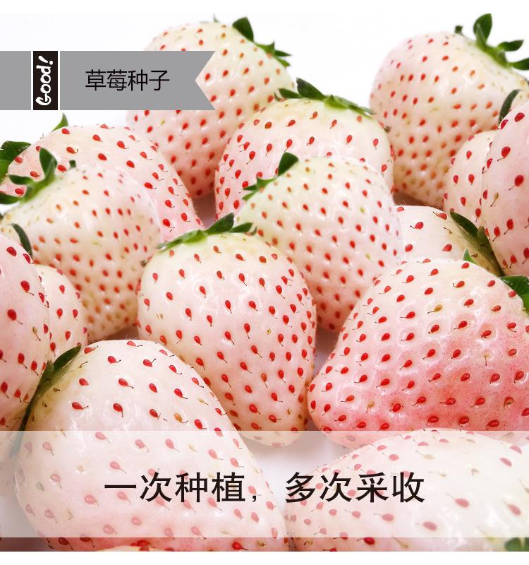 奶油白草莓03-2