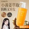 Champú de Jengibre Antirotura Control de Grasa Cabello Esponjoso Crecimiento del Cabello Sólido Champú Anticaspa Champú Crema Champú Lote de Fábrica