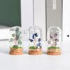 Cristal natural original con cubierta de vidrio, micropaisaje, árbol de cristal, regalo científico popular para niños, adornos de decoración para el hogar.