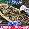 Venta al por mayor y Dropshipping de Polygonum Odoratum, Semillas de Polygonum Odoratum
