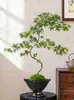 Bonsái de Arce de Agua Corriente con Forma Planta Verde Purificadora de Aire Adorno Decorativo Estilo Zen Chino para Sala de Estar Fácil de Cultivar para Principiantes Bonsái