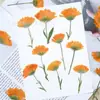 Saco Embossado com Flor de Calêndula Seca com Pressão Lateral de Galho Material para DIY Porta-Retrato Artesanal Marcador de Página Luminária de Mesa Decoração de Unha Rosto