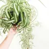 Planta en maceta Chlorophytum de hoja rizada corazón dorado, planta pequeña de escritorio para oficina de chica francesa, planta verde colgante de interior, Chlorophytum de borde dorado