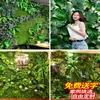 [Fusão Neve de Primavera] Parede de Plantas Simuladas 1 Metro Quadrado Texturizada Tridimensional Decoração de Parede de Plantas Verdes Simuladas Verde