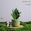 Árvore da Fortuna Plantada em Vaso Desktop Planta Criativa Enfeites Florais de Escritório e Plantas Verdes Coco Rico Funcho Pequeno Bonsai