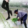 Calcetines de Granja, Calcetines para Sembrar Arroz, Calcetines Largos para Campos de Arroz para Hombres, Calcetines Largos Gruesos de Cintura Alta para Sembrar Arroz, Calcetines Largos Anti-Sanguijuelas para Trasplantar Plántulas