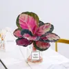 Plantas hidropônicas fáceis de cultivar em ambientes internos Calathea Maçã Verde planta verde planta em vaso adequada para todas as estações sala de estar escritório mesa folhas grandes tolerante à sombra
