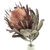 Loto de Nieve Sudafricano Flor Pequeña Princesa Importada Planta Natural Flor Real Flor Seca Material Flor Eterna Dropshipping