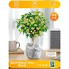 Mudas de Osmanthus Florais em Vasos o Ano Todo Osmanthus Agosto Osmanthus de Interior Fácil de Cultivar Comestível Varanda Pátio Plantas Fortemente Perfumadas