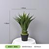 Planta Verde Simulada Pequena Planta em Vaso Suportes Orquídea Tigre Personalizada, Agave, Folha de Ninho de Pássaro, Folha de Dinheiro, Sisal de Cica