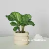 Flores de bonsai para exibição em mesa interna fácil de cuidar folhas coloridas plantas verdes plantas de bonsai estilo celebridade da internet INS