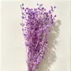 Flor de Apio Pequeño Espinoso Popular al por Mayor del Fabricante, Flores Preservadas Reales, Flores Secas, Fruta del Amor, Fotografía Ins, Decoración de Bodas, Decoración del Hogar DIY