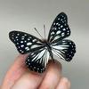 Especímenes de Mariposas Reales al por Mayor Transfronterizos con Alas Extendidas, Mariposas Cola de Golondrina con Bandas Verdes, Especímenes de Insectos, Especímenes de Escarabajos, Educación Científica para Niños y Enseñanza de Manualidades