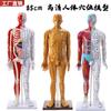 Modelo de acupuntura humana de alta definición de 85CM modelo óseo muscular visceral modelo de punto de acupuntura de meridiano de medicina tradicional china modelo de bronce