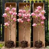 Dropshipping de mudas de magnólia anã em vasos com botões, flores de magnólia roxas adequadas para plantio tanto no norte quanto no sul, plantas com flores resistentes