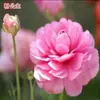 Bulbos de Ranúnculo, bulbos de Peônia, Peônias de flor dobrada, plantas fáceis de cultivar e resistentes para todas as estações, mudas de flores em vasos