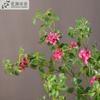 Flor artificial grande ramo Guanyin flor de folha de lótus casa paisagem sala de estar projeto de decoração suave hotel nórdico Zen flor falsa