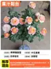 Planta de Vaso Rosa Varanda de Suco, Floresce o Ano Todo, Mudas com Botões, Flores Extra Grandes, Mudas de Rosa Pirulito Multicabeça