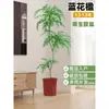 Planta Viva Jacaranda Sala de Estar Planta Grande en Maceta Interior Fácil de Mantener de Pie Flor Real Paisaje Jardinería para Absorber Formaldehído