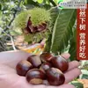 Uma muda de castanha para entrega, extra grande, plantada no norte e sul, Dahongpao, e frutificando no mesmo ano, plantada em Qianxi, castanheiras enxertadas