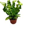Helecho Nido de Pájaro de Fuego Estilo Escandinavo Tolerante a la Sombra Plantas para Sala de Estar Plantas Verdes para Oficina Macetas Absorción de Formaldehído Antirradiación