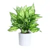 Geely Ruyi Rojo Flor Reina Planta en Maceta Planta Verde de Escritorio para Interiores Cuatro Estaciones Mary Ann Perenne Flores Fáciles de Cultivar