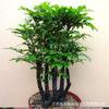 Plántulas Pequeñas de Palo de Rosa, Bonsáis de Palo de Rosa, Plantas Perennes, Flores de Follaje, Plantas en Maceta, Decoración de Bonsái Fáciles de Mantener en Todas las Estaciones
