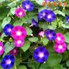 Semillas de Maceta Explosiva Florecen Continuamente, Plantación de Cuatro Estaciones para Interior y Exterior, Plantas de Flores en Maceta Fáciles de Cuidar, Semillas de Flores
