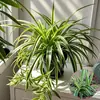 Planta en maceta Chlorophytum de hoja rizada corazón dorado, planta pequeña de escritorio para oficina de chica francesa, planta verde colgante de interior, Chlorophytum de borde dorado