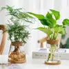 Vaso de Vidro Hidropônico Transparente Minimalista Criativo para Cultivo de Plantas Verdes Como Jiboia, Osmanthus e Pinheiro Arhat, Adequado para Arranjos Florais