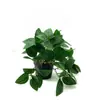 Planta Verde Artificial Folha de Sobrancelha Rattan Padrão Melancia Pequena Pendurada Planta de Parede Pendurada Acessórios de Parede Ornamentos de Decoração para Interior e Exterior