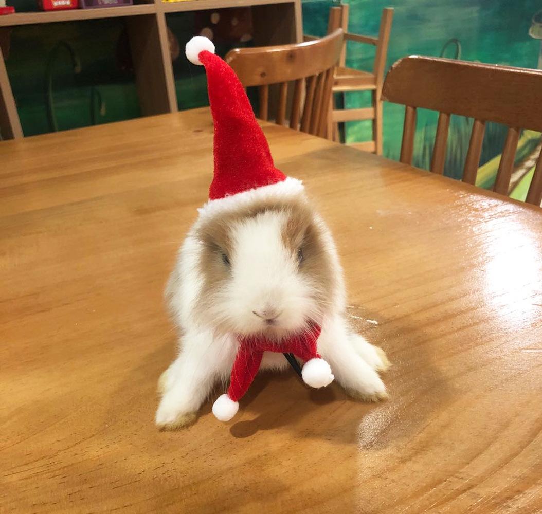 rabbtit Xmas 4