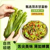 Fideos largos de col rizada, fideos secos tradicionales, fideos fríos de alto gluten sin cocción, fideos verdes instantáneos no fritos