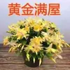 Planta Garra de Cangrejo con Capullos de Flor que Florecen en 10 Días, Planta en Maceta de Tallo Viejo Multicolor, Adecuada para Cultivo en Casa Durante Todo el Año, Escritorio, Balcón y Jardín