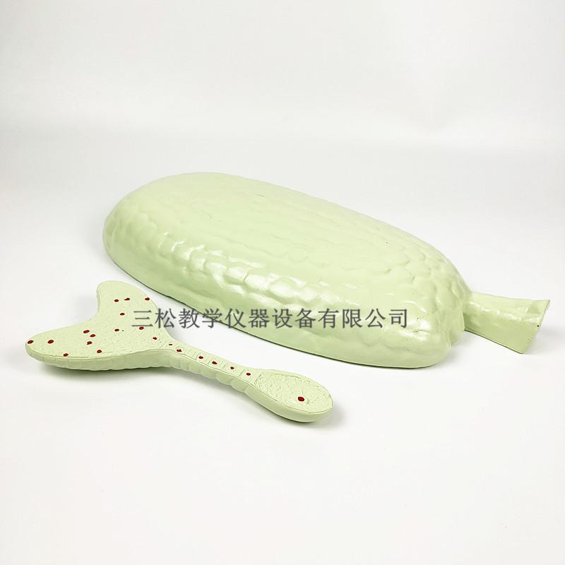 荠菜胚发育模型5_副本