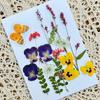 Garrafa de Água Transparente Marcador de Livro com Flores Secas Jardim de Infância Crianças Artesanato Manual Espécime de Planta Presente de Feriado Florista Salão