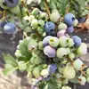 Plántulas de Fruta de Arándano Legasi para Plantar en el Patio, Plantas en Maceta para Balcón, Adecuadas para Plantar tanto en Regiones del Norte como del Sur, con Bolsas de Tierra, Viven y Producen Fruta el Mismo Año