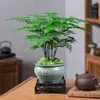 Espárragos Plantas en Maceta Interior Oficina Plantas Verdes Florales Fácil de Cultivar Bonsái Todo el Año Hidropónico Plántulas de Espárragos Enanos Balcón