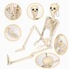 Esqueleto de Plástico de Halloween Esqueleto Modelo de Articulaciones Móviles Ayudas Didácticas Se Puede Colgar y Colocar con Diseño de Escena Sala de Escape