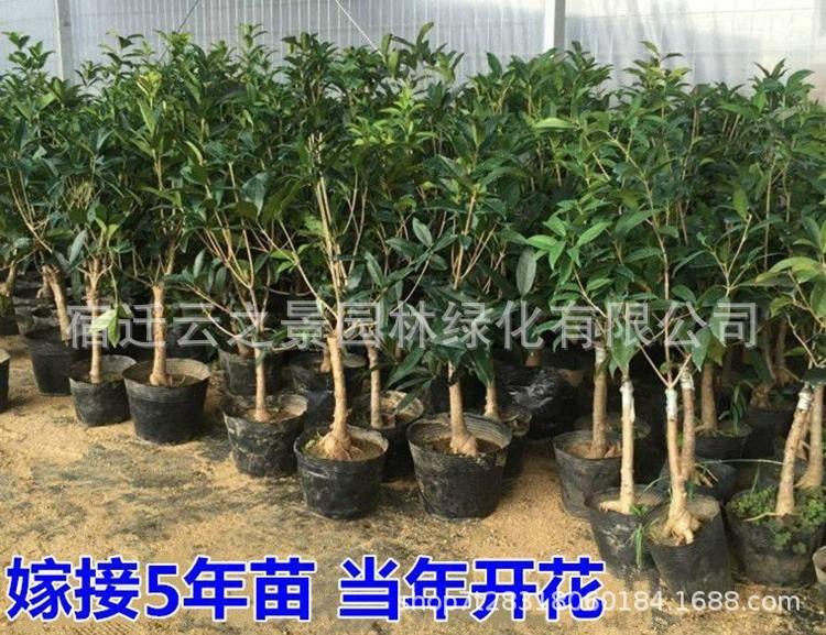 桂花详细19.jpg