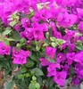 Plantas de Bougainvillea em Vasos, Plantas Verdes Multicores de Pétala Simples para Interior e Exterior, Perenes o Ano Todo, Adequadas para Pátios e Varandas, Floração Multissazonal, Venda Direta da Base