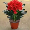Plantas de Clívia em Vaso, Mudas de Orquídea Borboleta Clívia Perene, Plantas de Orquídea Atacado, Mudas de Clívia