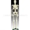 Modelo de Esqueleto Humano Nuevo de 85 cm Modelo Médico
