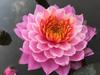 Uma Peça de Dropshipping Floração Quatro Estações Lírio d'Água Grande Planta Hidropônica Lótus Cultivado em Água Lótus Aquático Flor de Lótus em Vaso Lírio d'Água Pequeno